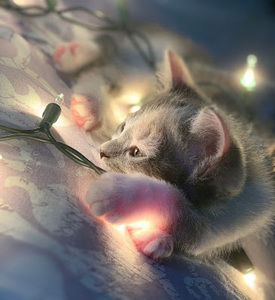 Meet your Posher, Aimee